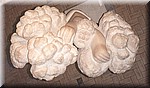 segno di Giona 3.jpg